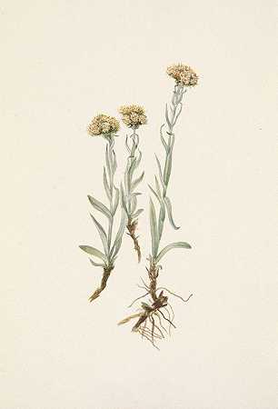Mary Vaux Walcott的“Buff Pussytoes Antennaria luzuloides”