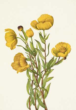 Mary Vaux Walcott的《灌木罂粟.僵硬树丛》