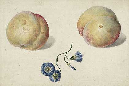 乔治·雅各布斯·约翰内斯·范·奥斯的《两个桃子和一朵花》
