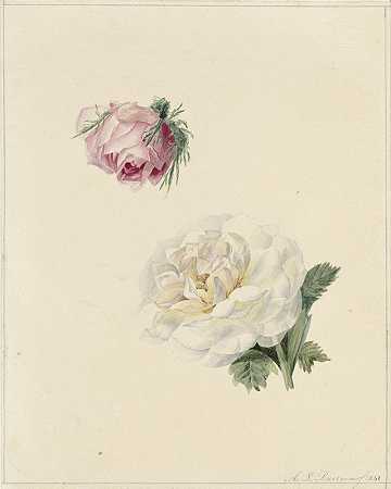 玛丽·路易丝·普拉托里奥斯的《粉红色和白色玫瑰的研究》