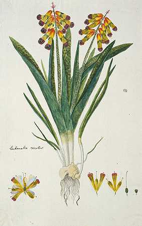 罗伯特·雅各布·戈登（Robert Jacob Gordon）的“Lachenalia aloides（L.f.）”，英文名为“四色（欧泊花）”