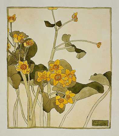 汉娜·博格·奥弗贝克的《沼泽万寿菊》