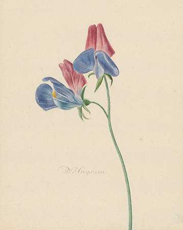 Michiel van Huysum的《带两朵花的树枝》