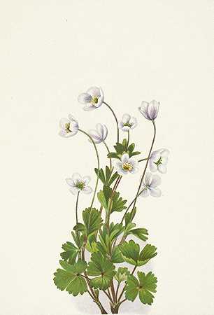Mary Vaux Walcott的《北方银莲花.小银莲花》