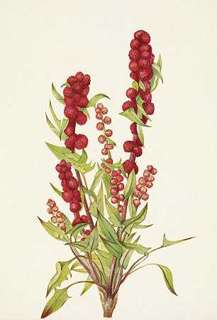 玛丽·沃克斯·沃尔科特的《草莓blite.头状藜》