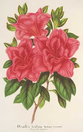 查尔斯·安托万·勒梅尔的《杜鹃花（印度，杂交种）瓦格纳夫人》