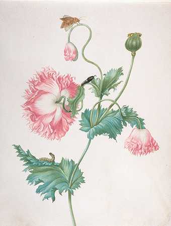 约翰娜·海伦娜·格拉夫（Johanna Helena Graff）的《三阶段开花的罂粟花，与毛毛虫、蛹和蝴蝶》