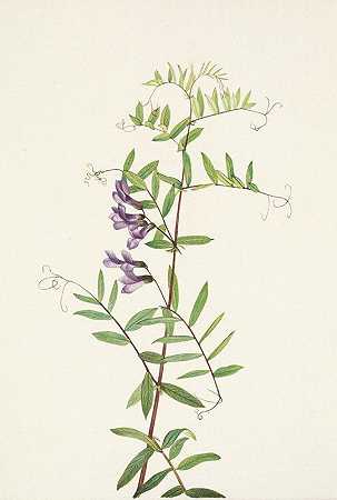 玛丽·沃克·沃尔科特的《美国Vetch.Vicia americana》