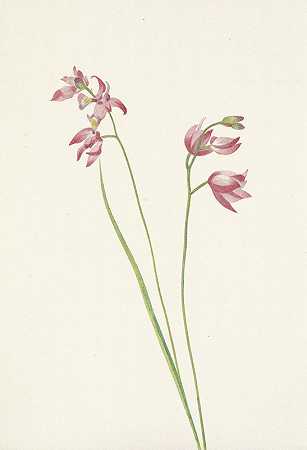 Mary Vaux Walcott的《草粉色兰花.块茎柠檬》