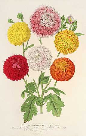 查尔斯·安托万·莱迈尔的《花园里的菊花》
