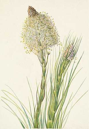 Mary Vaux Walcott的《Beargrass.Xerphyllum tenax》