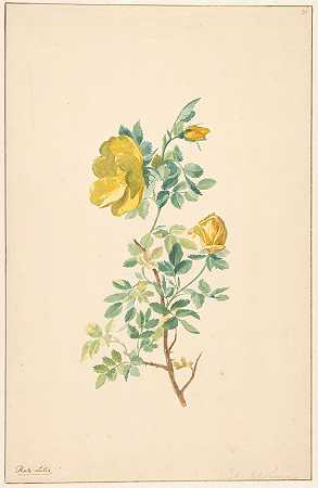威廉·范·利恩的《黄玫瑰的枝》（罗莎·卢蒂亚）