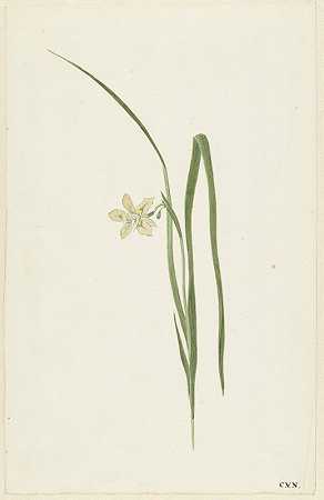 科内利斯·范·诺德的《鸢尾花》
