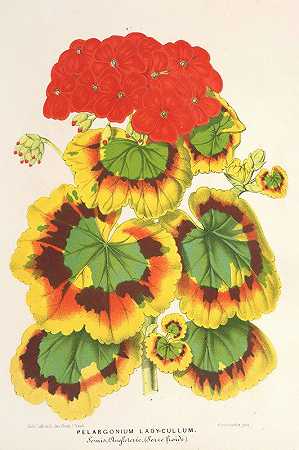 查尔斯·安托万·勒梅尔的《带天竺葵，var.Lady Collum》
