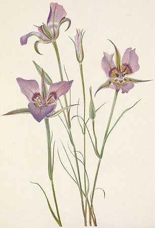 Mary Vaux Walcott的《Sagebrush Mariposa.Calochortus macrocarpus》