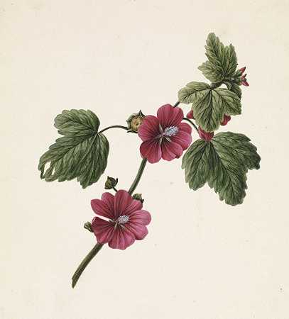 《紫色花朵的枝条》，M.de Gijselaar著