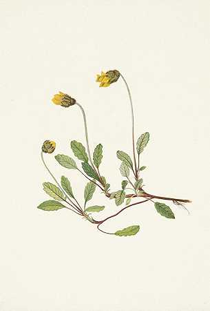 “黄色Dryad（花）。Dryas drummondii，Mary Vaux Walcott著