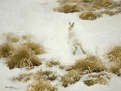 布鲁诺·利尔杰福斯的《雪兔》