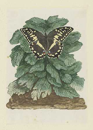 罗伯特·雅各布·戈登（Robert Jacob Gordon）的《一种未知植物上的凤蝶（柑橘或圣诞蝴蝶）》