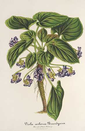 查尔斯·安托万·勒梅尔的《紫罗兰树布兰迪亚娜》