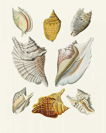 海因里希·卡尔·库斯特（Heinrich Carl Küster）的《翼蜗牛（斯特龙贝）》第11卷