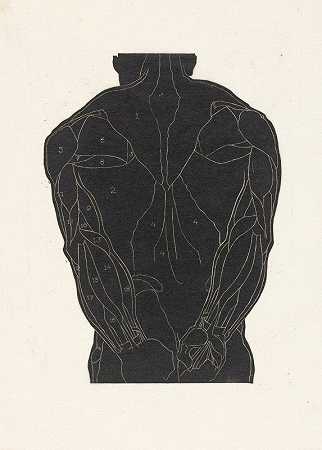 Reijer Stolk对一名侧影男子背部肌肉的解剖学研究