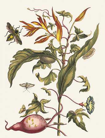玛丽亚·西比拉·梅里安（Maria Sibylla Merian）的《伊波莫埃·巴塔塔斯和鹦鹉螺》（Ipomoea batatas and Heliconia psittacorum）