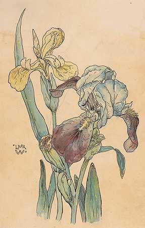 威廉·温克巴赫的《鸢尾花》