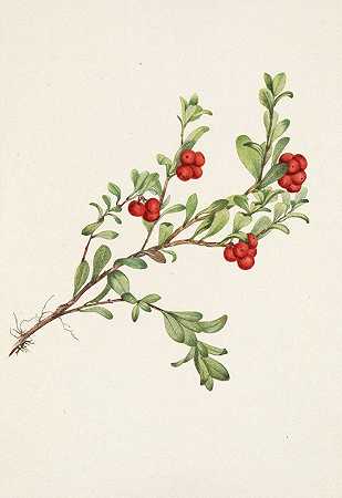 玛丽·沃克斯·沃尔科特的《熊莓（水果）Arctostaphylos uva ursi》