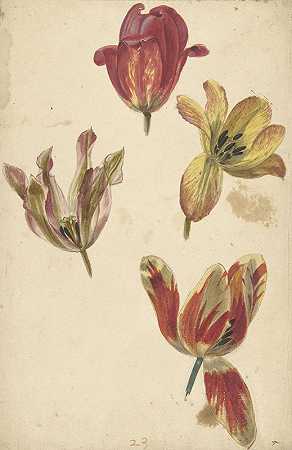 Elias van Nijmegen对四朵郁金香的研究