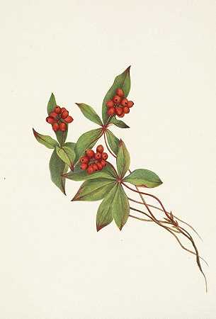 “Bunchberry（水果）。加拿大山茱萸，Mary Vaux Walcott著