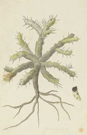 “Monsonia patersonii或Monsonia sp.”罗伯特·雅各布·戈登著