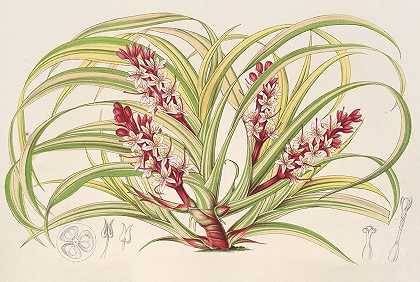 “Reineckea carnea”，查尔斯·安托万·勒梅尔的fol.varieg