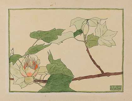 汉娜·博格·奥弗贝克的《郁金香树》