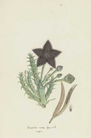 罗伯特·雅各布·戈登（Robert Jacob Gordon）的《三齿草（Masson）Haw.（Stapelia gemmiflora）》