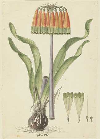 罗伯特·雅各布·戈登（Robert Jacob Gordon）的《斜叶Cyranthus obliquus（L.f.）Aiton（Knysna lily）》