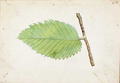 艾玛·比奇·塞耶（Emma Beach Thayer）的《锯齿状叶边毛毛虫》（Jagged Leaf Edge Caterpillar）