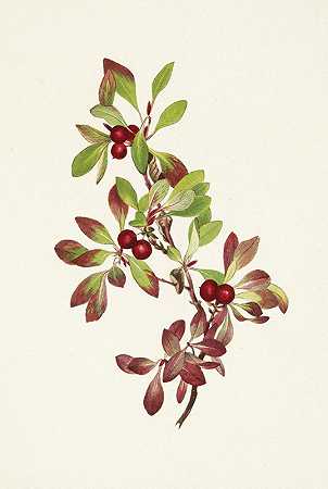 Mary Vaux Walcott的《Ptarmiganberry.Arctus alpina》