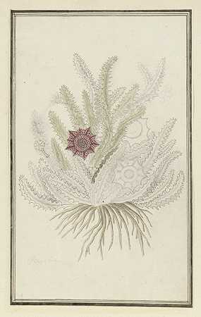 罗伯特·雅各布·戈登的《Huernia guttata（Masson）Haw.》