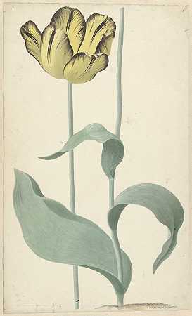 《郁金香奇才路易·德·埃弗罗伊》（The tulip Bizard Louis d’Effroy）