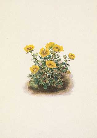 玛丽·沃克·沃尔科特的《玫瑰花金箔花》