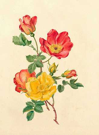 Antoinette Luden的《野玫瑰的分支》