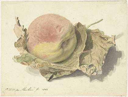 《两片叶子上的桃子》（Pieter van der Meulen）