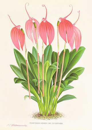 Jean Jules Linden的“Masdevallia lindeni var grandiflora”