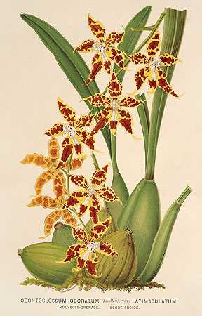 查尔斯·安托万·勒梅尔的《香齿舌草，变种latima culatum》
