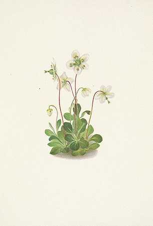 玛丽·沃克·沃尔科特的《Woodnymph.Moneses uniflora》