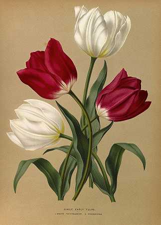 “单瓣早期郁金香1.白色波特巴克2.阿伦蒂娜·亨德里卡·阿伦德森的《普罗斯佩林》