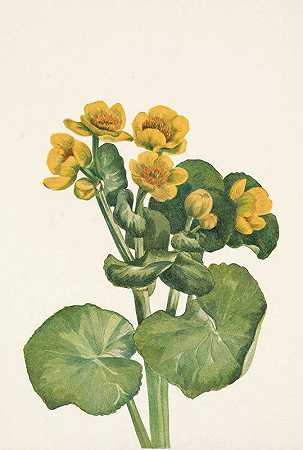 Mary Vaux Walcott的《Marshmarigold.Caltha palustris》