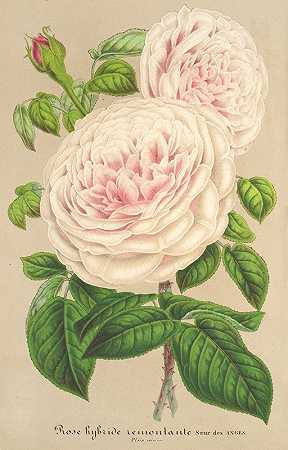 查尔斯·安托万·莱迈尔的《天使的玫瑰妹妹》