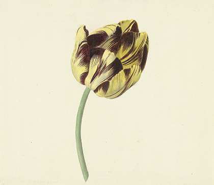 科内利斯·范·诺德（Cornelis van Noorde）的《郁金香》（Tulip）称之为《奇葩罗马教皇》（Bizard Pontifex Romanus）